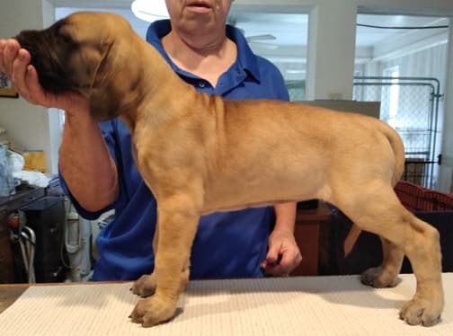 Patina Rebel Jan 2021 Pup 3 F Girl, photo 8