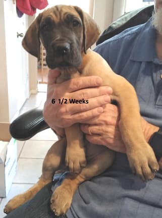 Patina Rebel Jan 2021 Pup 3 F Girl, photo 3