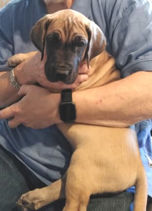 Patina Rebel Jan 2021 Pup 3 F Girl, photo 4