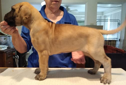 Patina Rebel Jan 2021 Pup 3 F Girl, photo 7