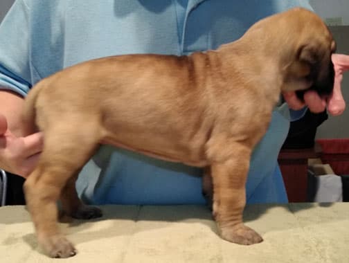 Patina Rebel Jan 2021 Pup 3 F Girl, photo 38