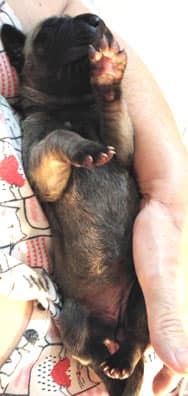 Patina Rebel Jan 2021 Pup 3 F Girl, photo 56