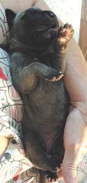 Patina Rebel Jan 2021 Pup 3 F Girl, photo 57