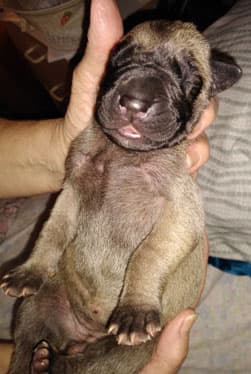 Patina Rebel Jan 2021 Pup 3 F Girl, photo 58