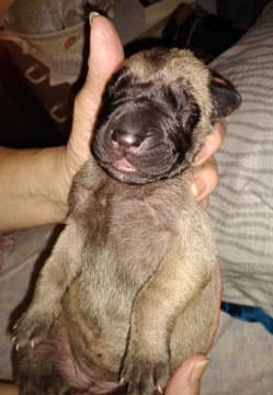 Patina Rebel Jan 2021 Pup 3 F Girl, photo 59