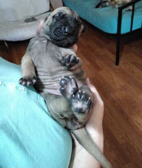 Patina Rebel Jan 2021 Pup 3 F Girl, photo 51