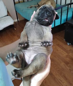 Patina Rebel Jan 2021 Pup 3 F Girl, photo 52