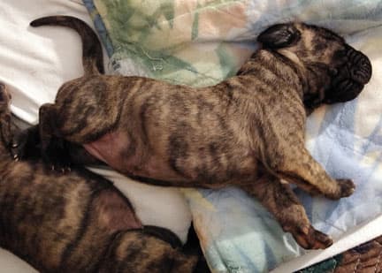 Patina Rebel Jan 2021 Pup 4 B Girl, photo 54