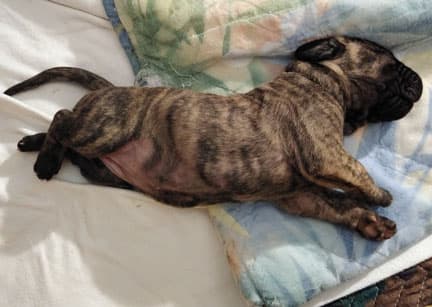 Patina Rebel Jan 2021 Pup 4 B Girl, photo 55