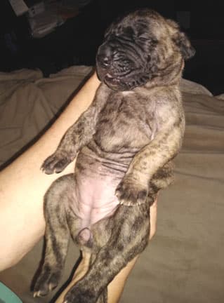 Patina Rebel Jan 2021 Pup 4 B Girl, photo 56