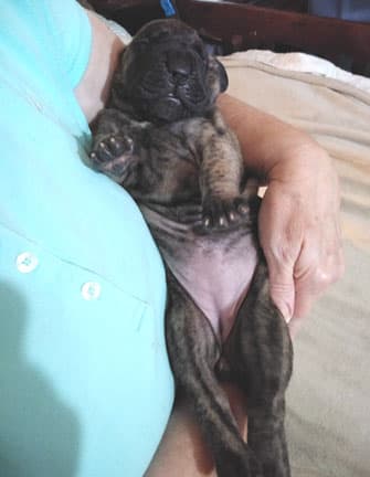 Patina Rebel Jan 2021 Pup 4 B Girl, photo 57