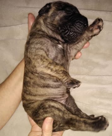 Patina Rebel Jan 2021 Pup 4 B Girl, photo 58