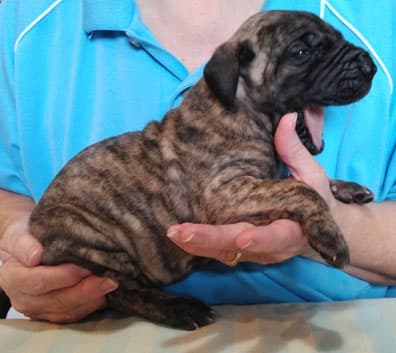 Patina Rebel Jan 2021 Pup 4 B Girl, photo 51
