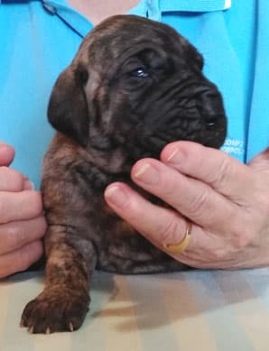 Patina Rebel Jan 2021 Pup 4 B Girl, photo 52