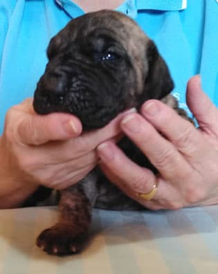 Patina Rebel Jan 2021 Pup 4 B Girl, photo 47