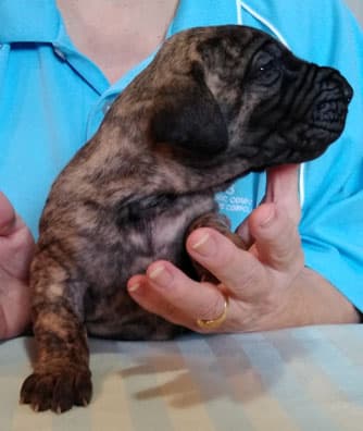 Patina Rebel Jan 2021 Pup 4 B Girl, photo 48