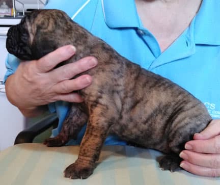 Patina Rebel Jan 2021 Pup 4 B Girl, photo 49