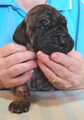 Patina Rebel Jan 2021 Pup 4 B Girl, photo 50
