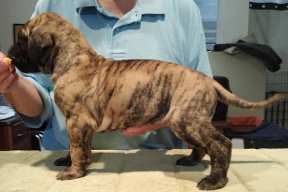 Patina Rebel Jan 2021 Pup 4 B Girl, photo 42