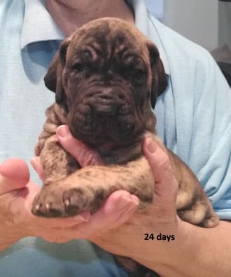 Patina Rebel Jan 2021 Pup 4 B Girl, photo 36