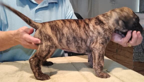 Patina Rebel Jan 2021 Pup 4 B Girl, photo 40