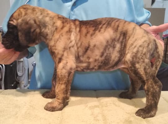 Patina Rebel Jan 2021 Pup 4 B Girl, photo 31