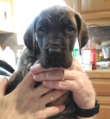 Patina Rebel Jan 2021 Pup 4 B Girl, photo 25