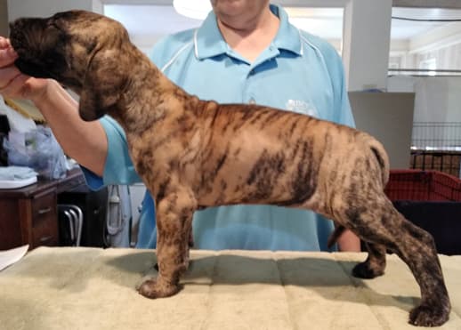 Patina Rebel Jan 2021 Pup 4 B Girl, photo 26