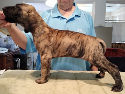 Patina Rebel Jan 2021 Pup 4 B Girl, photo 27
