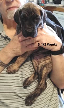 Patina Rebel Jan 2021 Pup 4 B Girl, photo 19