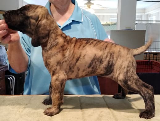 Patina Rebel Jan 2021 Pup 4 B Girl, photo 20