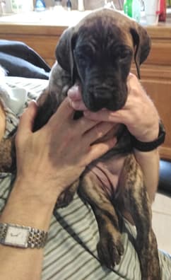Patina Rebel Jan 2021 Pup 4 B Girl, photo 22