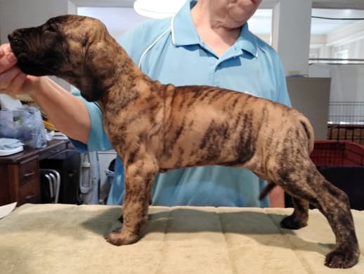 Patina Rebel Jan 2021 Pup 4 B Girl, photo 23