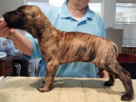 Patina Rebel Jan 2021 Pup 4 B Girl, photo 24