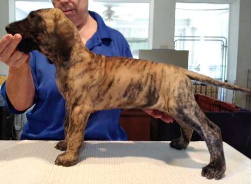 Patina Rebel Jan 2021 Pup 4 B Girl, photo 17