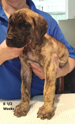 Patina Rebel Jan 2021 Pup 4 B Girl, photo 10