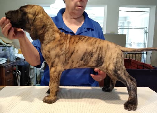 Patina Rebel Jan 2021 Pup 4 B Girl, photo 12