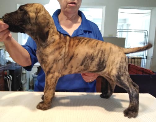 Patina Rebel Jan 2021 Pup 4 B Girl, photo 13