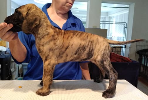 Patina Rebel Jan 2021 Pup 4 B Girl, photo 14