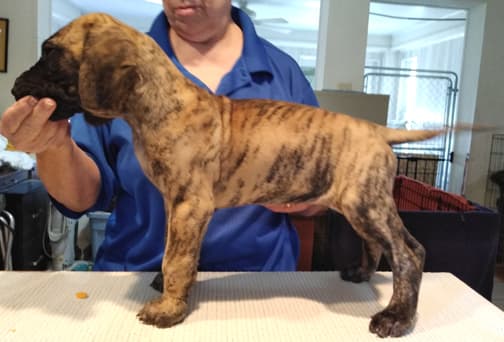 Patina Rebel Jan 2021 Pup 4 B Girl, photo 15