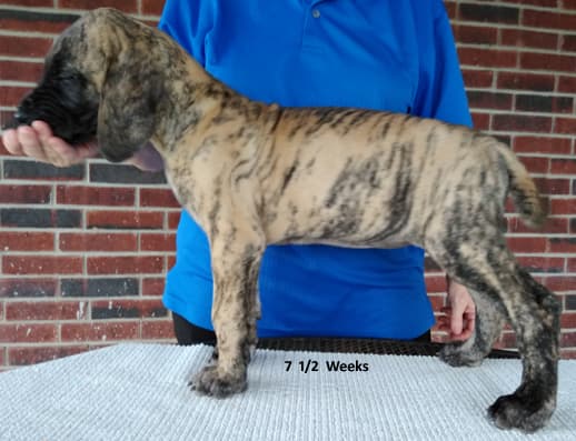 Patina Rebel Jan 2021 Pup 4 B Girl, photo 5