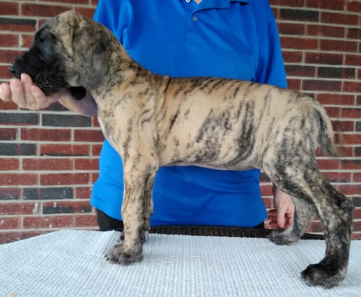 Patina Rebel Jan 2021 Pup 4 B Girl, photo 6