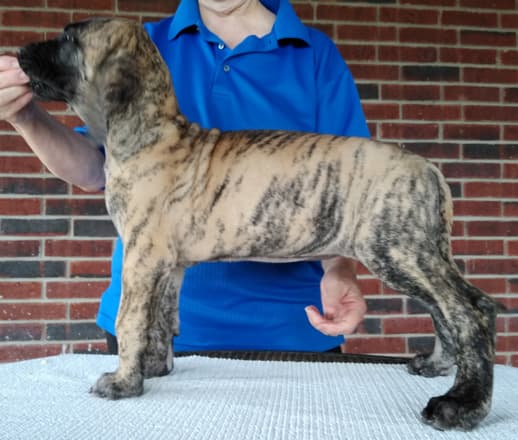 Patina Rebel Jan 2021 Pup 4 B Girl, photo 7