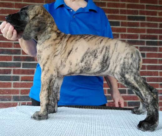 Patina Rebel Jan 2021 Pup 4 B Girl, photo 8