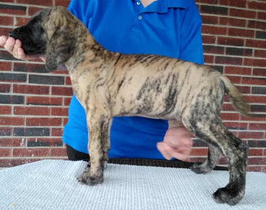 Patina Rebel Jan 2021 Pup 4 B Girl, photo 9