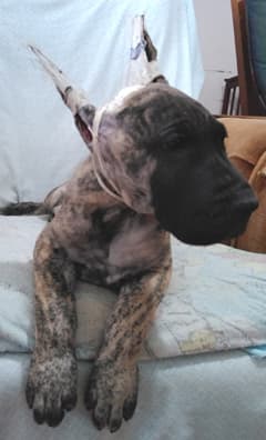Patina Rebel Jan 2021 Pup 4 B Girl, photo 3
