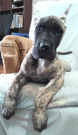 Patina Rebel Jan 2021 Pup 4 B Girl, photo 4