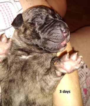 Patina Rebel Jan 2021 Pup 4 B Girl, photo 63