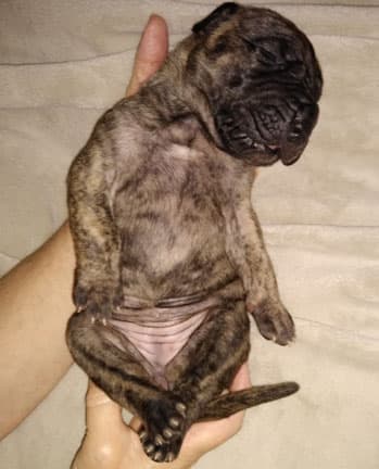 Patina Rebel Jan 2021 Pup 4 B Girl, photo 62