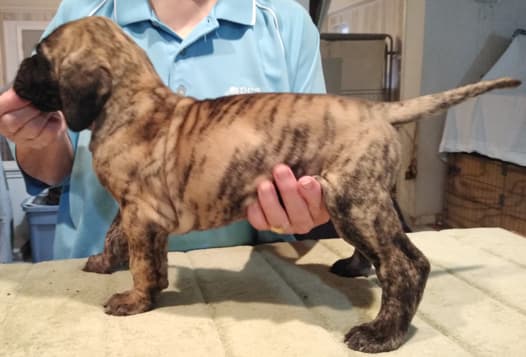Patina Rebel Jan 2021 Pup 4 B Girl, photo 35